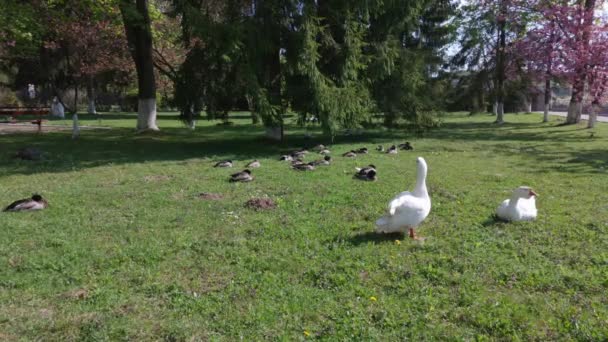 Weiße Gänse Und Enten Auf Dem Rasen — Stockvideo