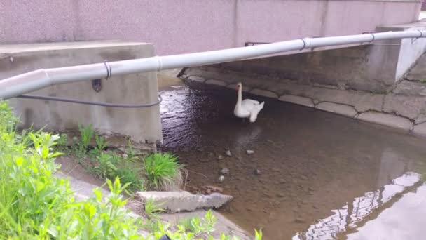 Weißer Schwan Unter Der Brücke Wasser — Stockvideo