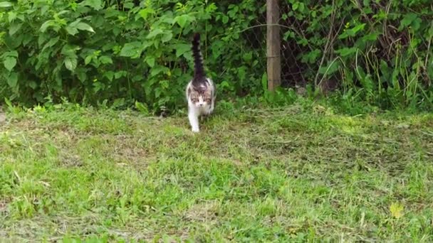 Gato Está Caminando Jardín Cámara Lenta Plantas Verdes — Vídeo de stock