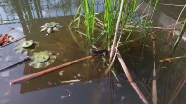 Kurbağa gölde suya dalıyor.