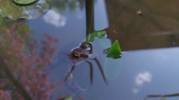 Жаба Поверхні Водойми — стокове відео