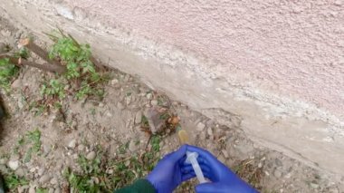 Yavaş çekimde şırıngayla yabani otları öldürüyor.