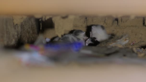 Małe Kociaki Dziurze Ukryte Trzy Zwierzęta — Wideo stockowe