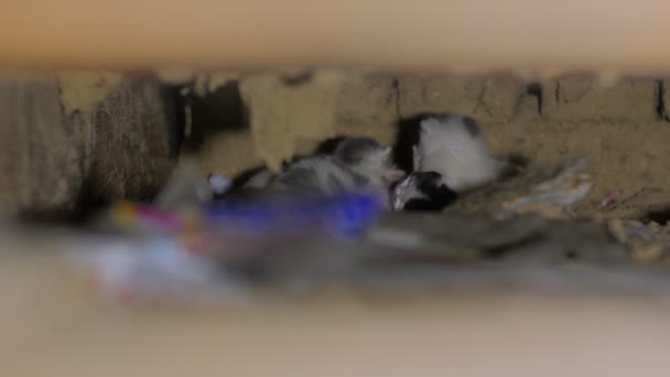 Petits Chatons Dans Trou Sont Cachés Trois Animaux Compagnie — Video