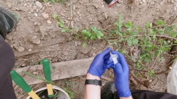 Inyecciones Plantas Jardín Aire Libre — Vídeos de Stock