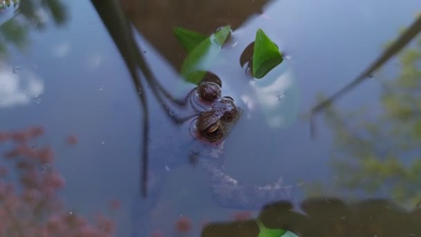 水面自然池塘上的青蛙 — 图库视频影像