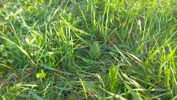 Green Frog Green Grass Outdoors Nature — Vídeo de stock