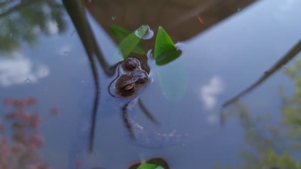 Frog Water Surface Macro Nature Pond — Vídeo de stock