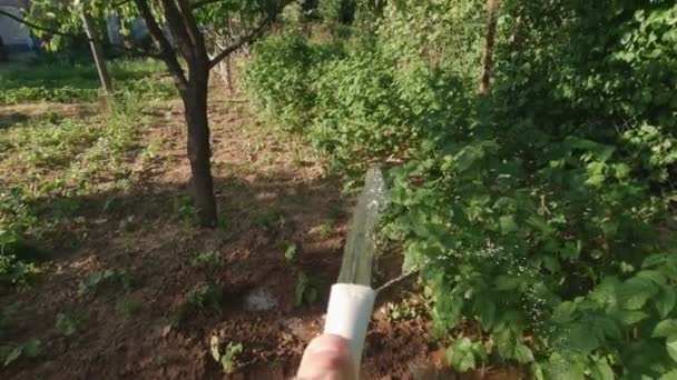 Podlewanie Krzewów Zbliżenie Pov Slow Motion Gardening — Wideo stockowe