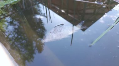 Balıkların yok oluşu çevresel kirlilik