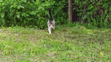 Kedi adam bakış açısını elle okşamak