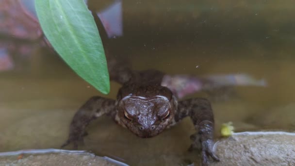 Frog Water Closeup — Stock video