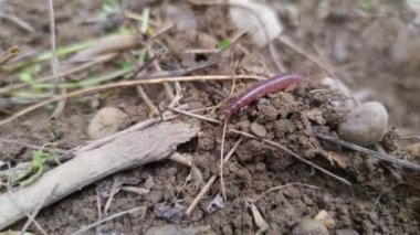 Worm in ground macro fauna nature