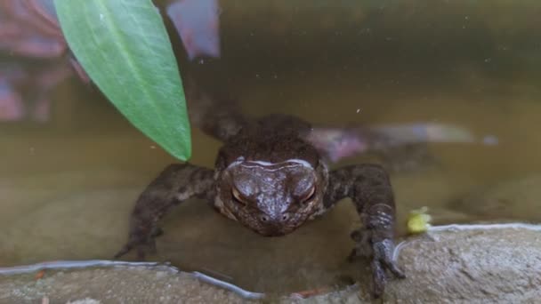 Frog Water Macro Closeup — Vídeo de stock