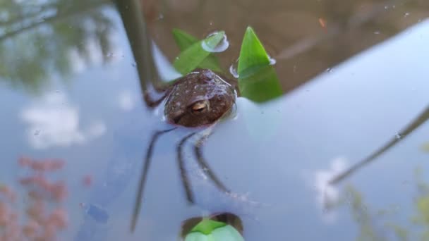 Frog Head Pond Water Nature — Vídeo de stock