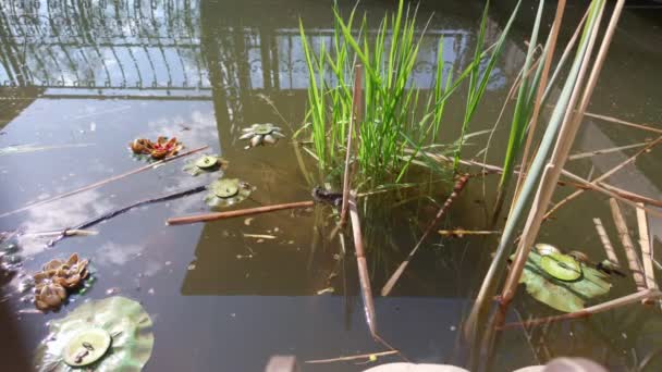 Frog Rests Water Pond — Vídeo de stock