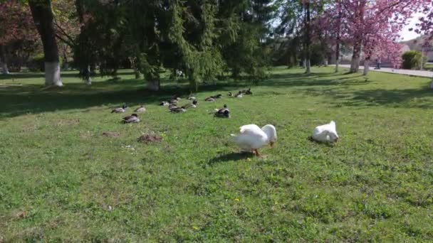 Ducks White Geese Park — Stock Video