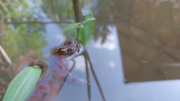 Frog Head Pond Closeup Nature — Stock videók