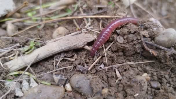 Long Worm Ground Macro Nature Fauna — Wideo stockowe