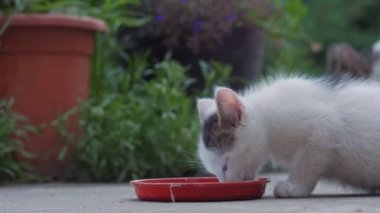 The kitten drinks milk from the plate