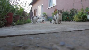 A cat with kittens in the yard outdoors