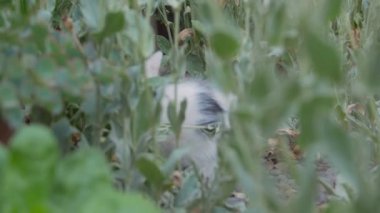 Kittens play in the grass view through foliage