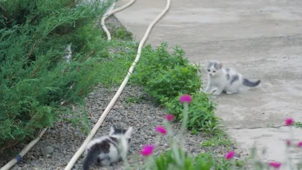 Kittens Fighting Garden — Video Stock