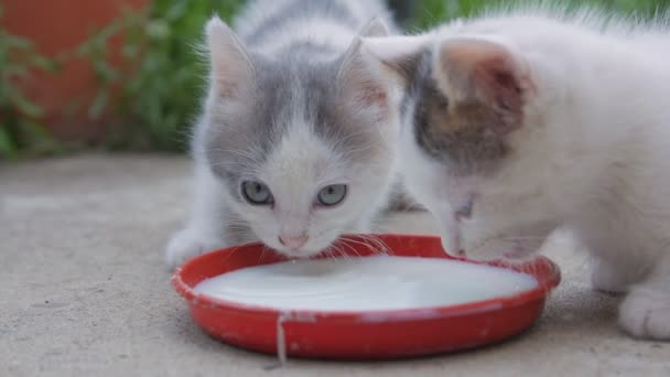 Two Kittens Drink Milk Closeup — Stockvideo