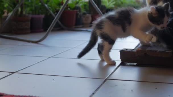 Kitten Plays Cat Outdoors — Stok Video