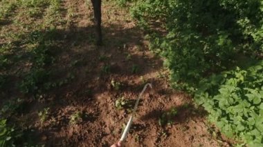 Watering bean plants slow motion man hands POV