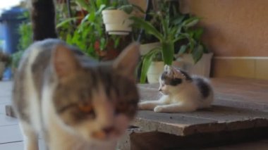 Kedi ve kedi dışarıda oynuyorlar.