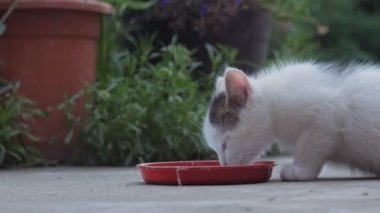 Kedi yavrusu tabaktan yakın plan süt içer.
