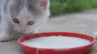 Kedi yavruları dışarıda süt içerler.