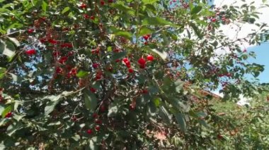 Kırmızı kirazlı bir ağaç ağır çekim güneşli bir gün