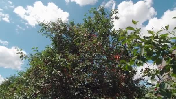 Вишневі Ягоди Небі Дерева Фоні — стокове відео