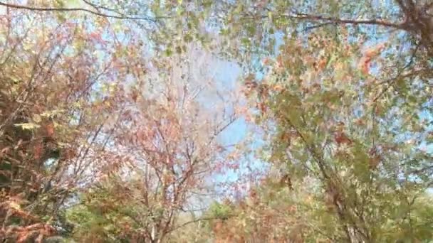 Birch Grove Yavaş Çekim Yürüyüş Pov Una Bak — Stok video