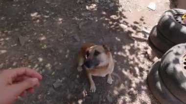 Dışarıda zincirlenmiş bir köpeği elle okşamak.