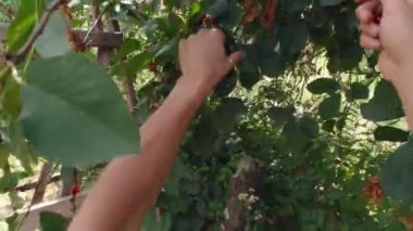 Bahçede vişne toplayan eller.