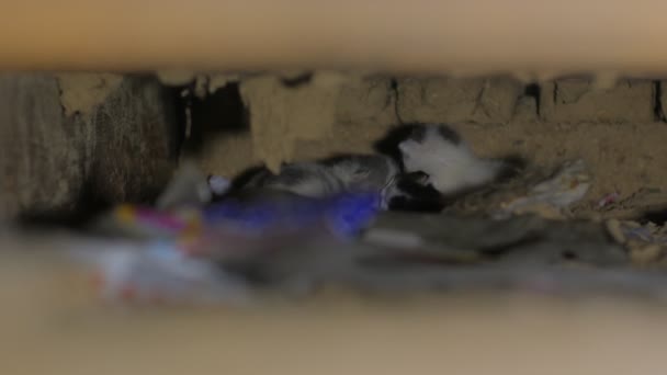 Ślepy Kocięta Ukryciu Pod Podłogą — Wideo stockowe