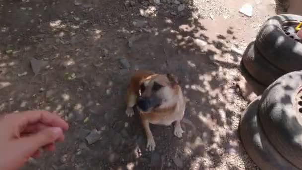 Streicheln Eines Hundes Einer Kette Freien — Stockvideo