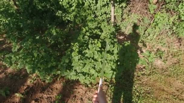 Riego Arbustos Frambuesa Punto Vista Jardinería — Vídeo de stock
