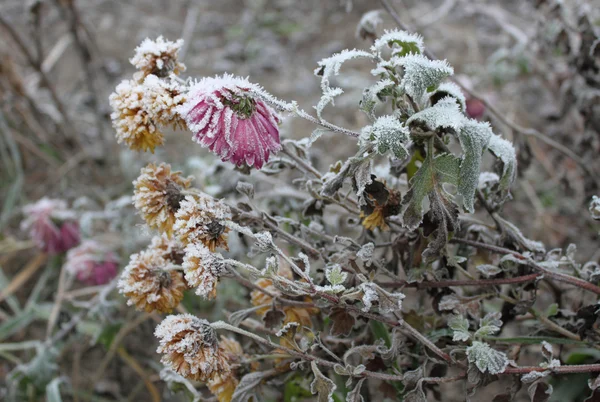 Frozen chrysanthemum — Stock Photo, Image