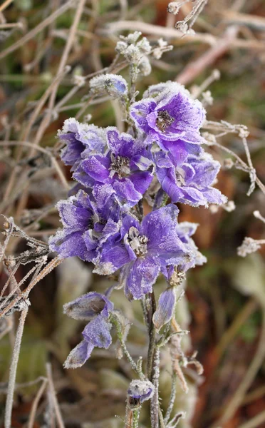 Bevroren bloemen Rechtenvrije Stockafbeeldingen