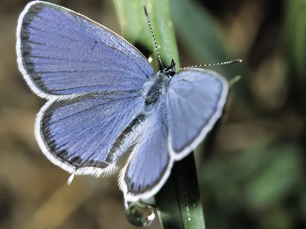 Schmetterling lycaedes auf e Blatt — Stockfoto