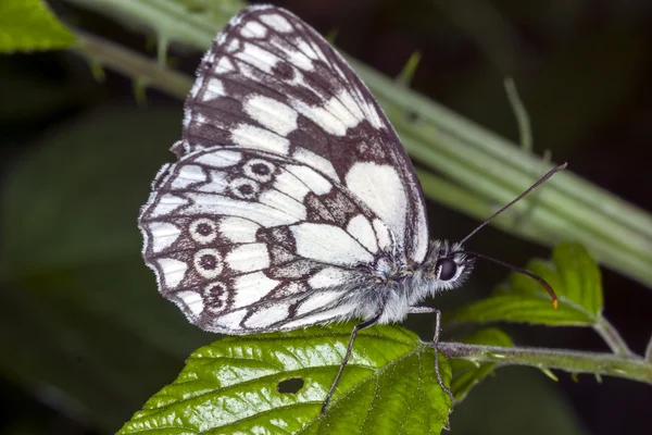 Mariposa en una hoja — Foto de Stock