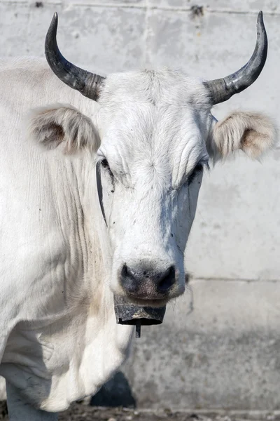 Nahaufnahme einer Kuh — Stockfoto