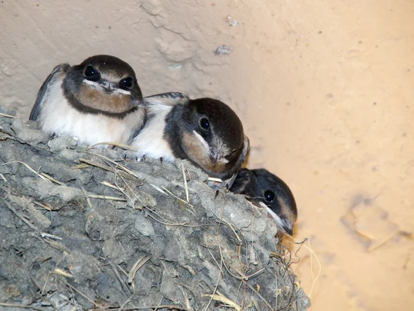 küçük kırlangıç