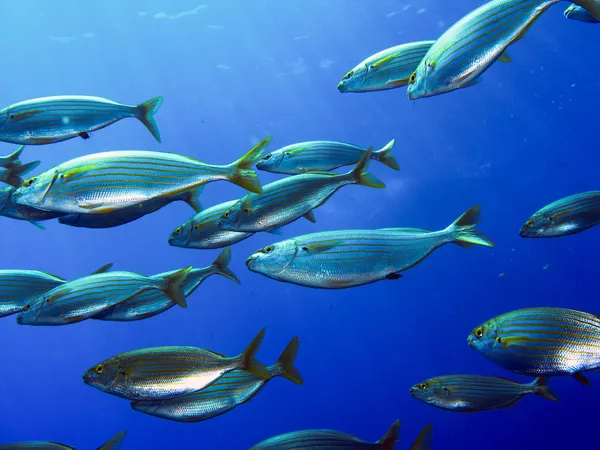 School of fish salema — Stock Photo, Image