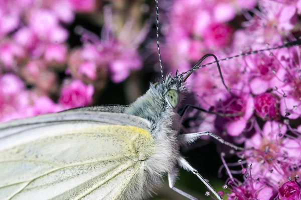 Vlinder op een bloem — Stockfoto