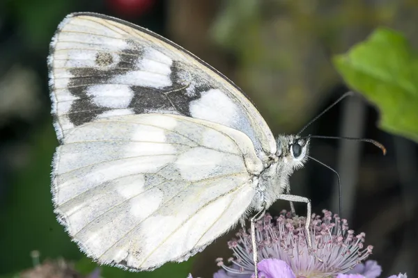 Vlinder op een bloem — Stockfoto